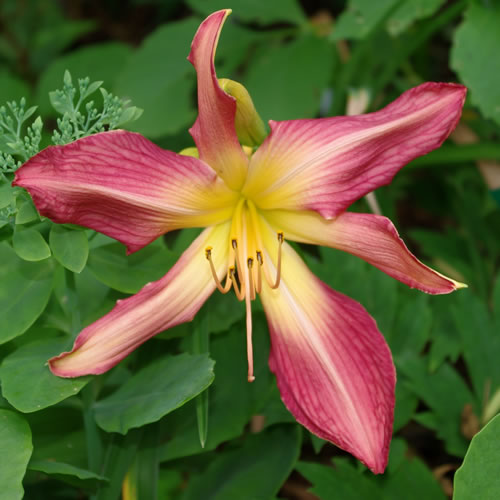 Hemerocallis Lake Norman Spider